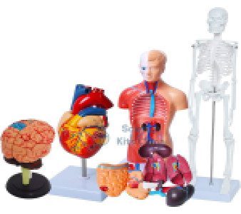 Anatomy Models